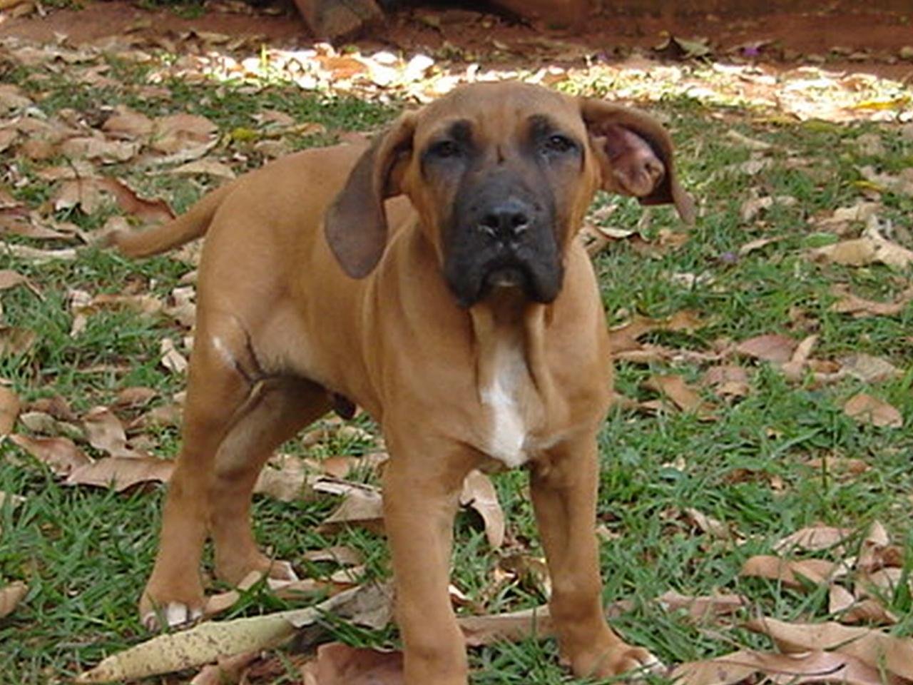 Fila Brasileiro: The Relentless Tracker (image credits: wikimedia)