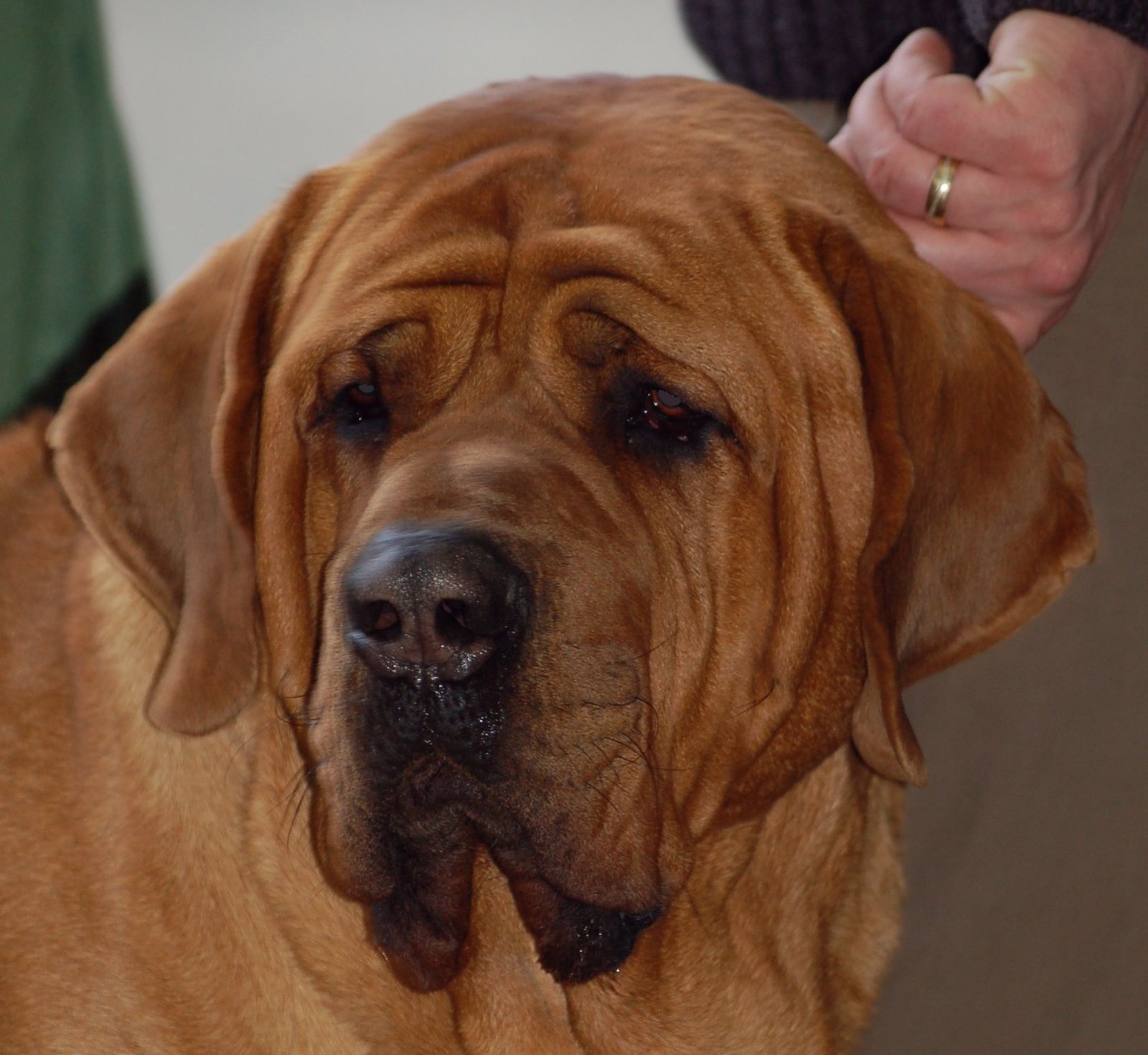 Tosa Inu: The Japanese Sumo (image credits: wikimedia)