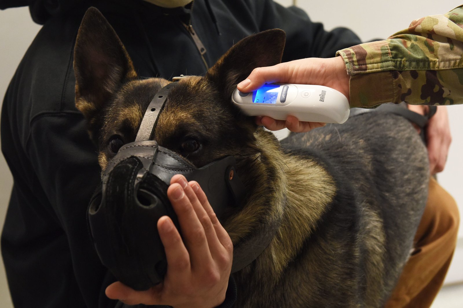 Failing to Recognize Overheating or Hypothermia (image credits: wikimedia)