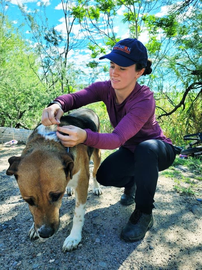 Neglecting Flea, Tick, and Heartworm Prevention (image credits: wikimedia)