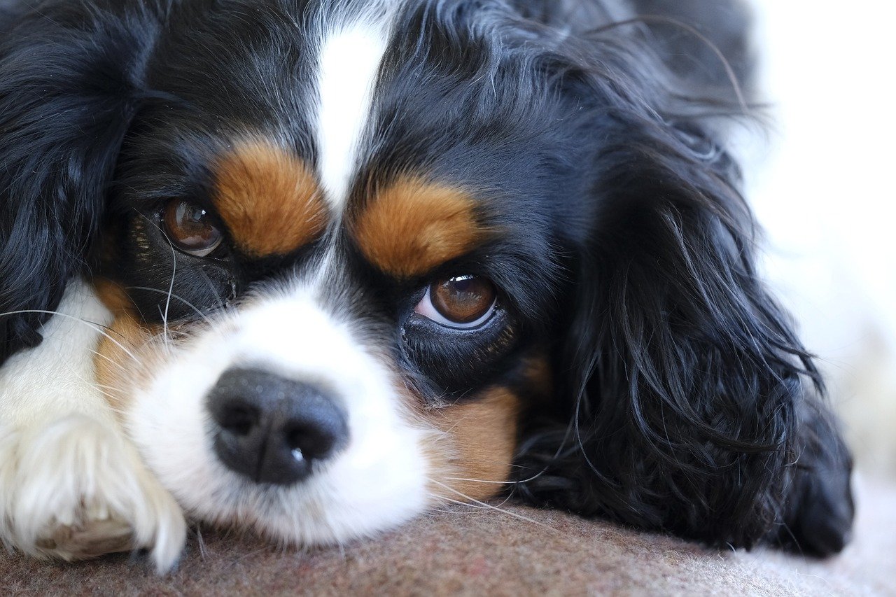Cavalier King Charles Spaniel: The Lap-Loving Royalty (image credits: pixabay)