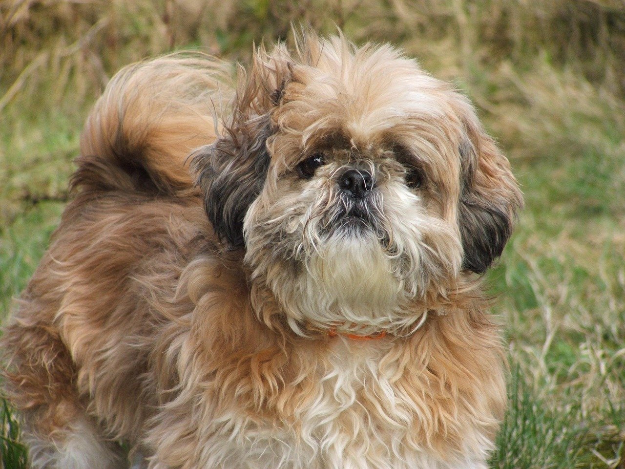 Shih Tzu: The Fluffy Cuddle Expert (image credits: pixabay)