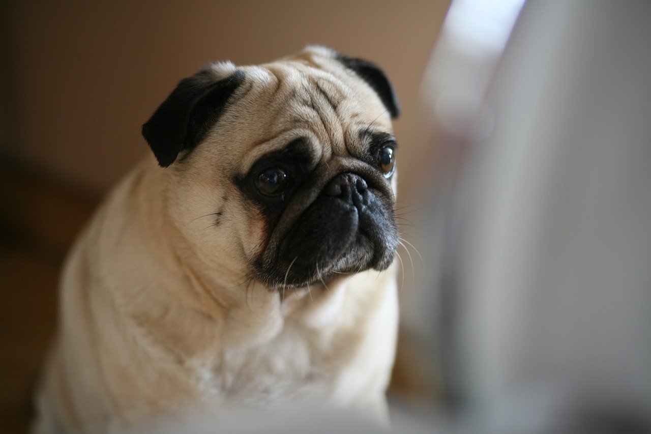 Pug: The Comedian Who Loves to Cuddle (image credits: pixabay)