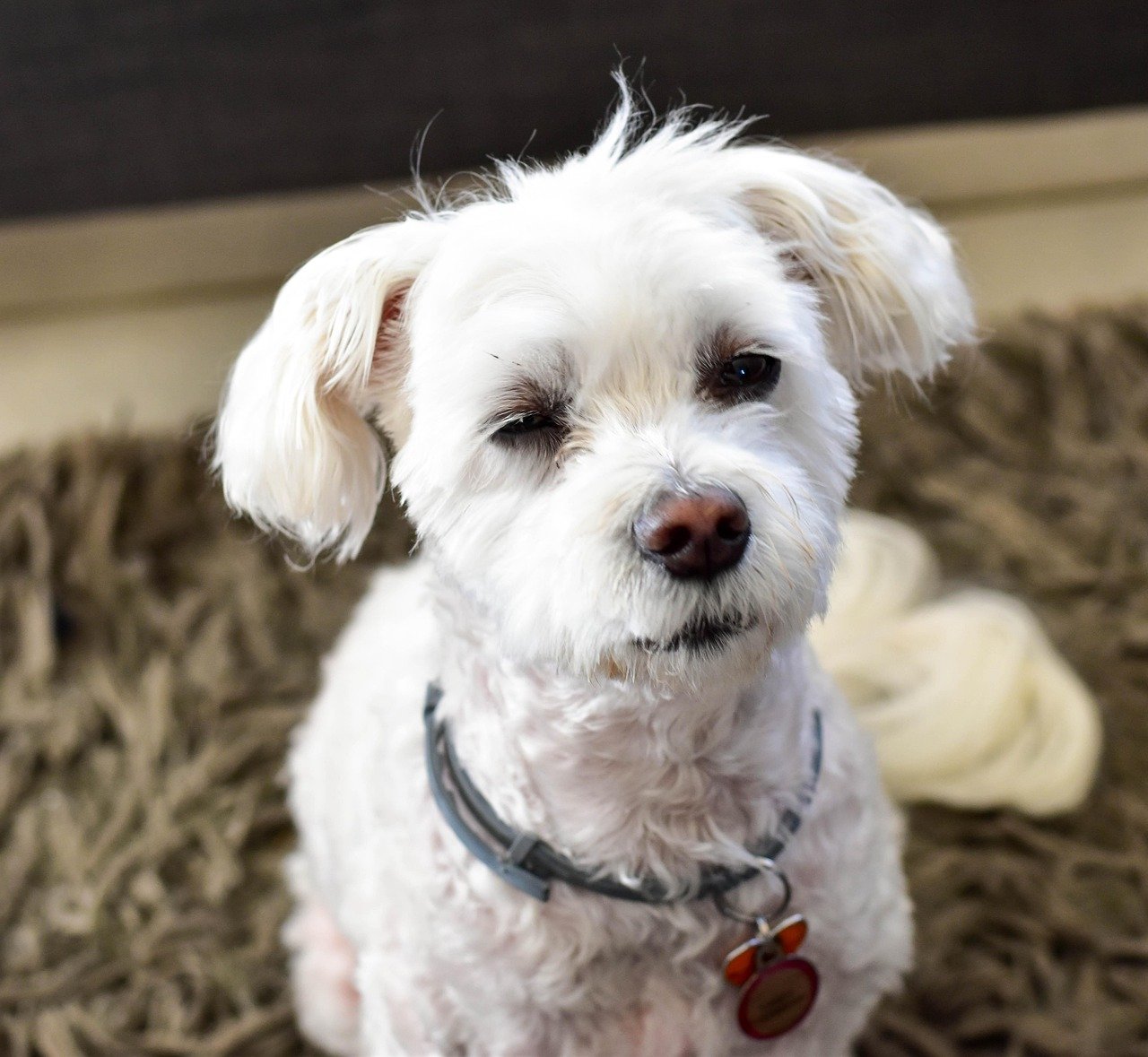 Maltese: The Pocket-Sized Snuggler (image credits: pixabay)