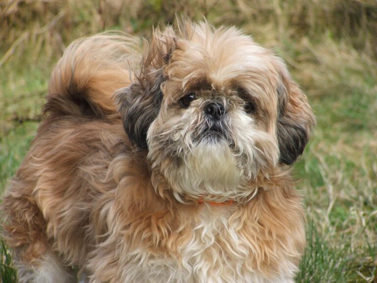 10 Dog Breeds That Crave Senior Snuggle Time