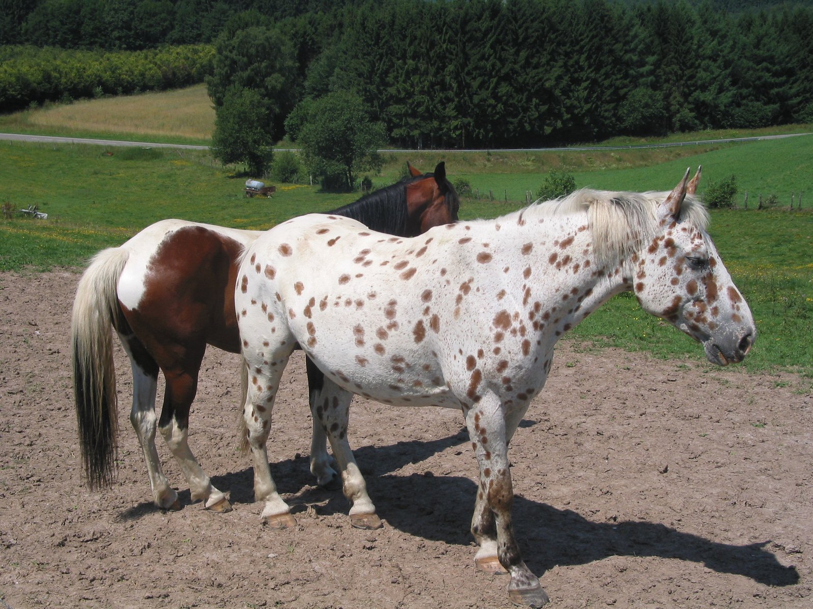 Spots That Turn Heads: Unmatched Coat Patterns (image credits: wikimedia)