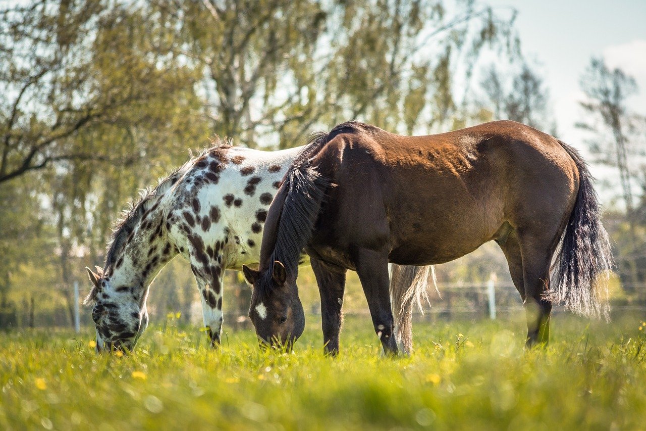Eye-Catching Features Beyond the Spots (image credits: pixabay)