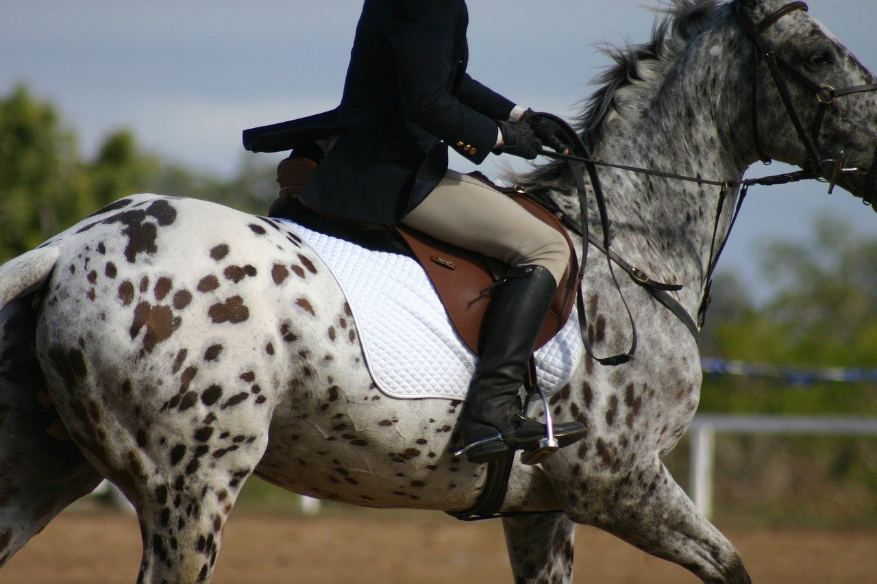 Endurance That Goes the Distance (image credits: pixabay)