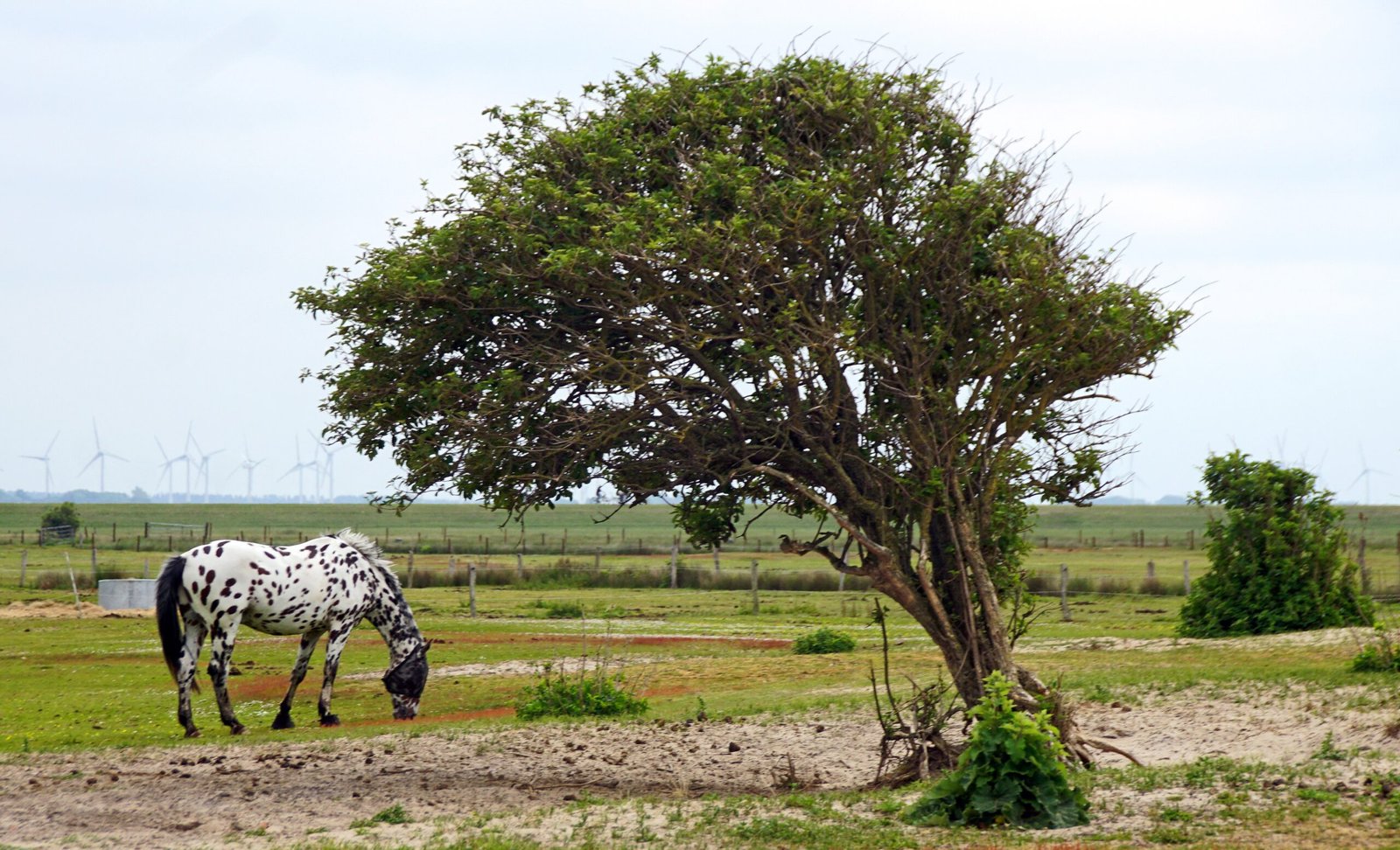 Standing Out in the Herd (image credits: wikimedia)