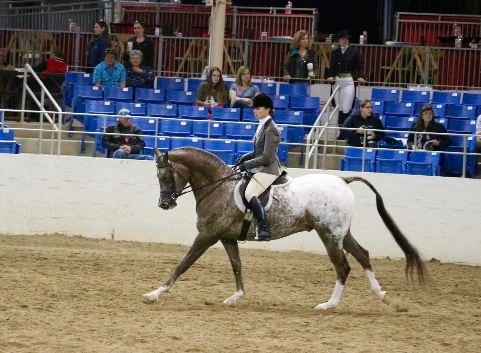 Champion Bloodlines and Show Ring Success (image credits: wikimedia)