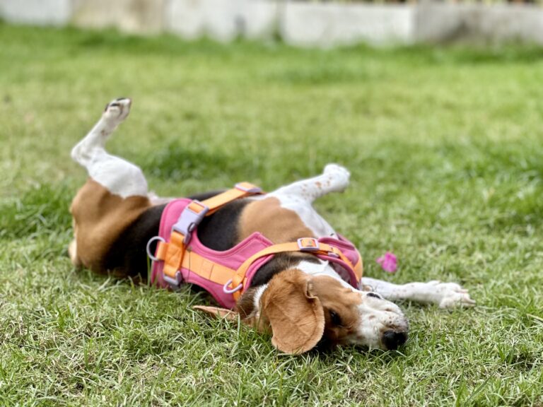 15 Most Common Dog Behaviors Often Misunderstood By Owners