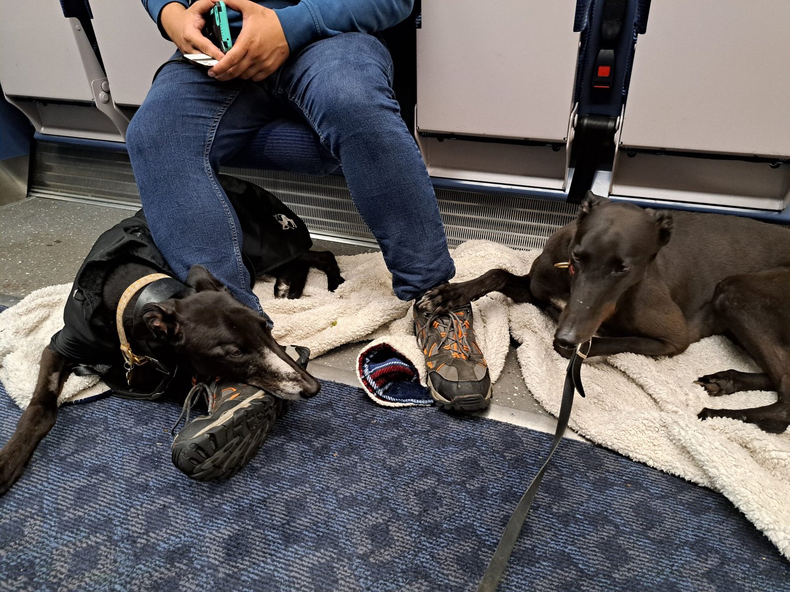 Greyhound: Speed Demons With a Prey Drive (image credits: wikimedia)