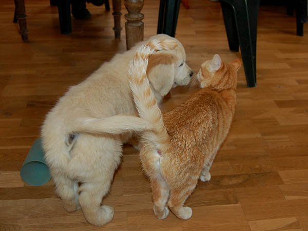Golden Retriever: The Gentle Giant of Cat Friendships (image credits: wikimedia)