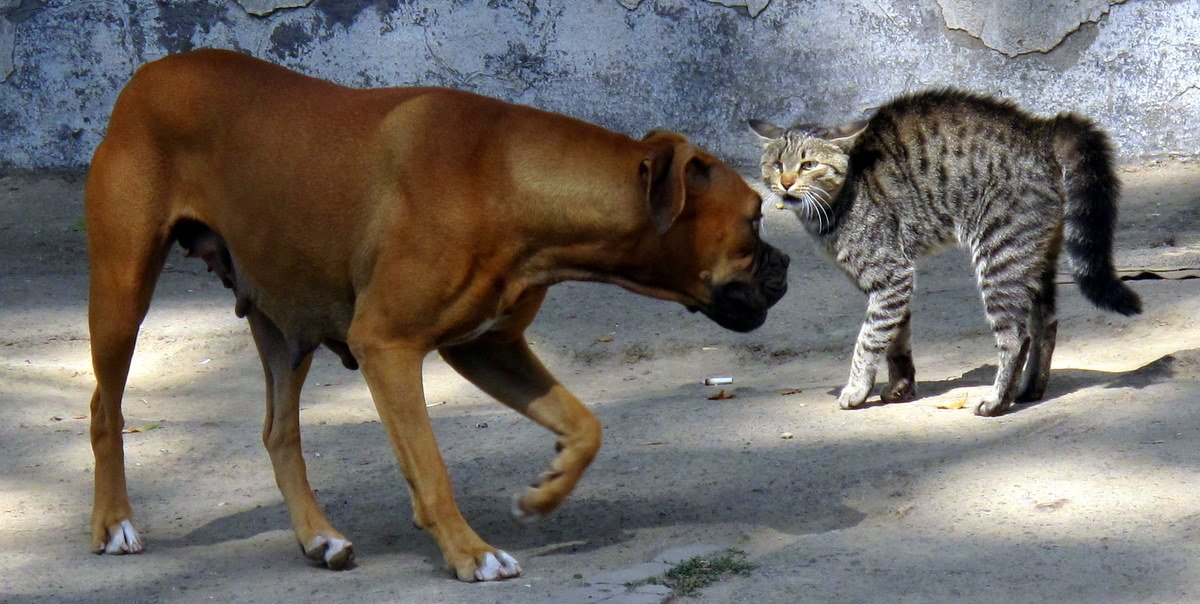 Boxer: The Playful Protector (image credits: wikimedia)