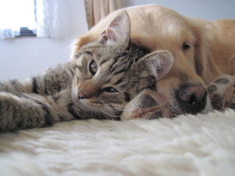 10 Worst Dog Breeds For Cats (And 10 That Make Surprisingly Good Cat Buddies)