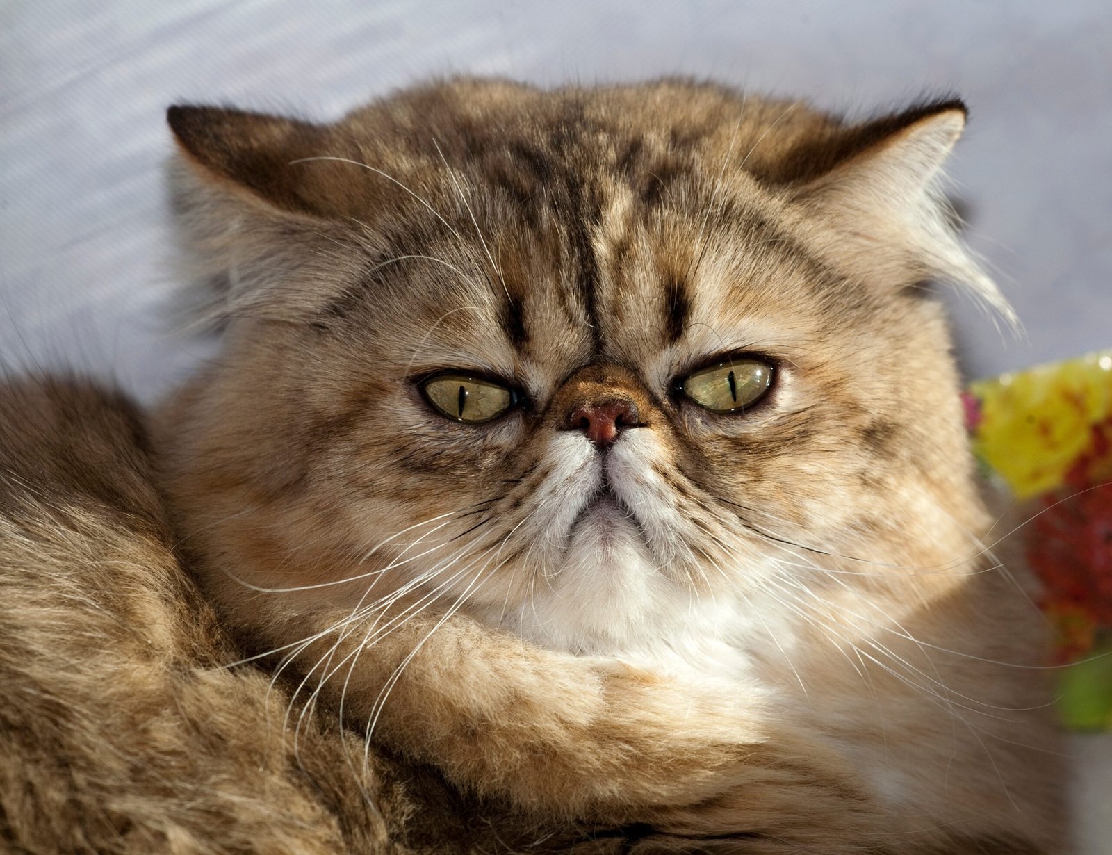 Persian Cats: The Royal Fluffballs (image credits: wikimedia)