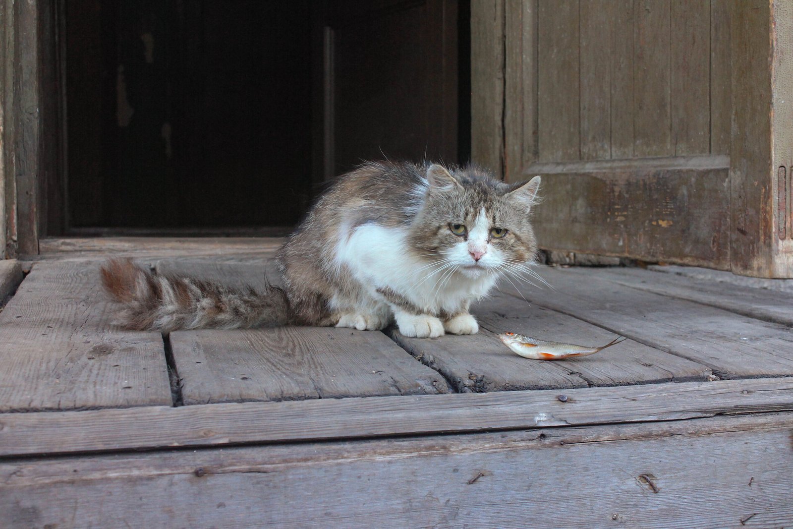 1. Sudden Changes in Appetite (image credits: wikimedia)