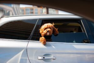 12 Breeds That Mimic Their Owner’s Habits