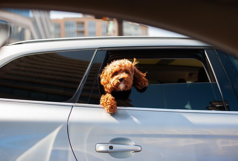 12 Breeds That Mimic Their Owner’s Habits