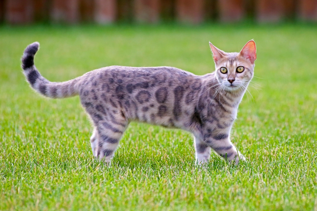 Bengal: The Wild at Heart (image credits: rawpixel)