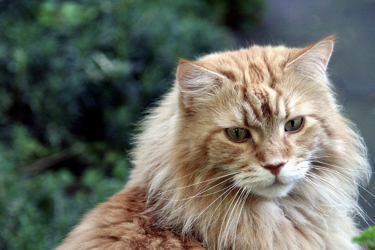 Maine Coon: The Gentle Giant Adventurer (image credits: pixabay)