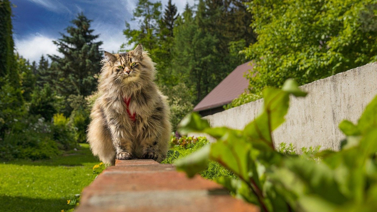Siberian: The Bold Survivor (image credits: pixabay)