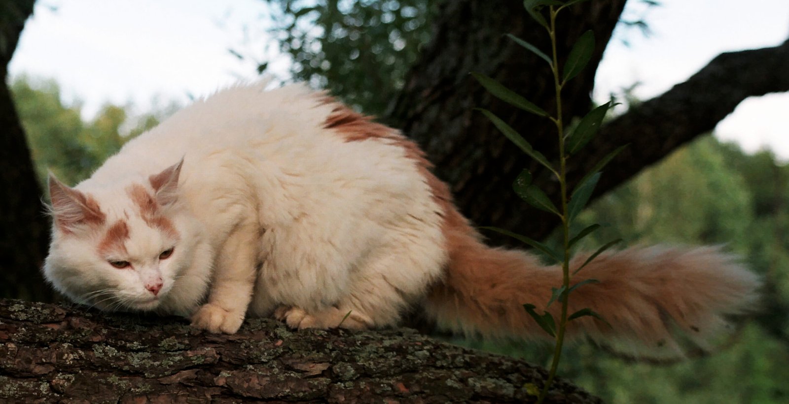 Turkish Van: The Swimming Sensation (image credits: wikimedia)