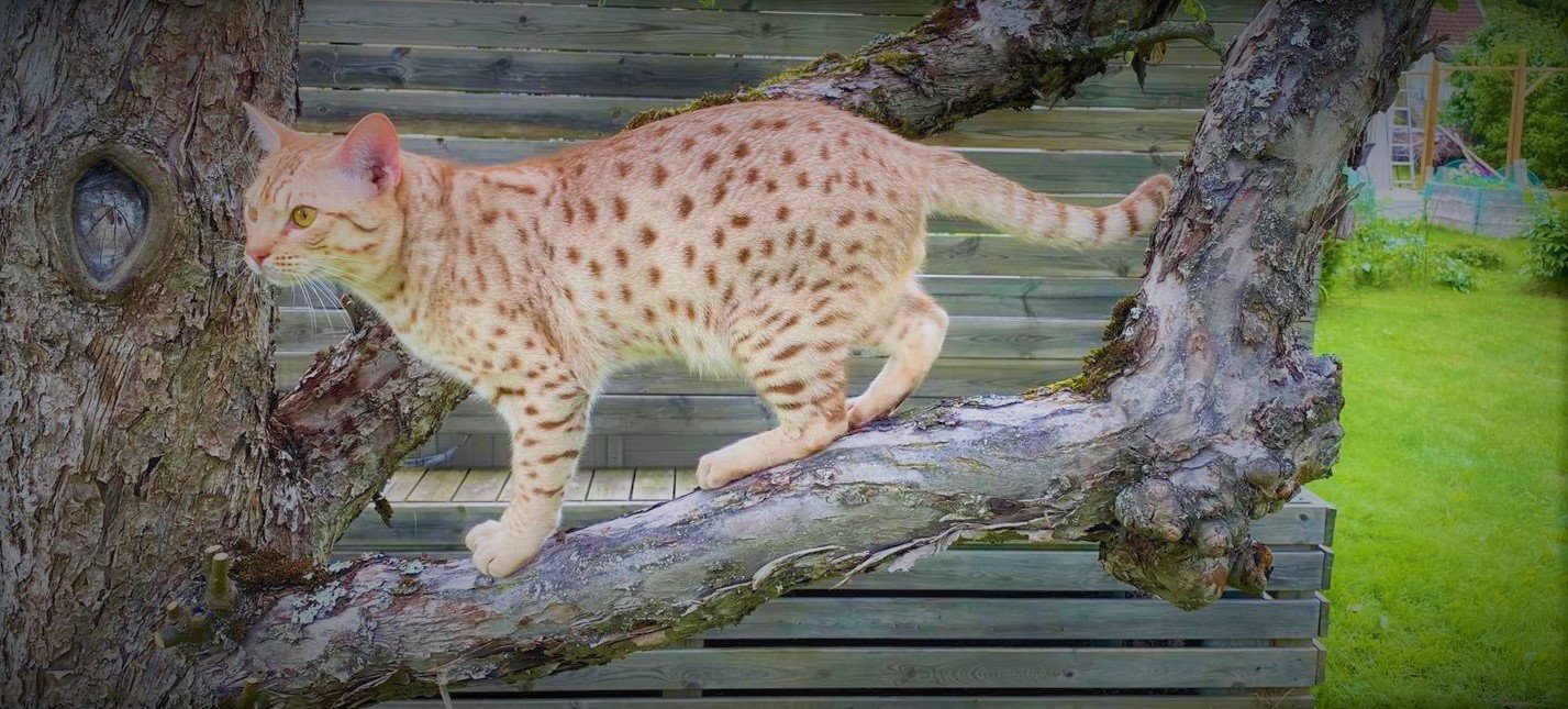 Ocicat: The Spotted Adventurer (image credits: wikimedia)