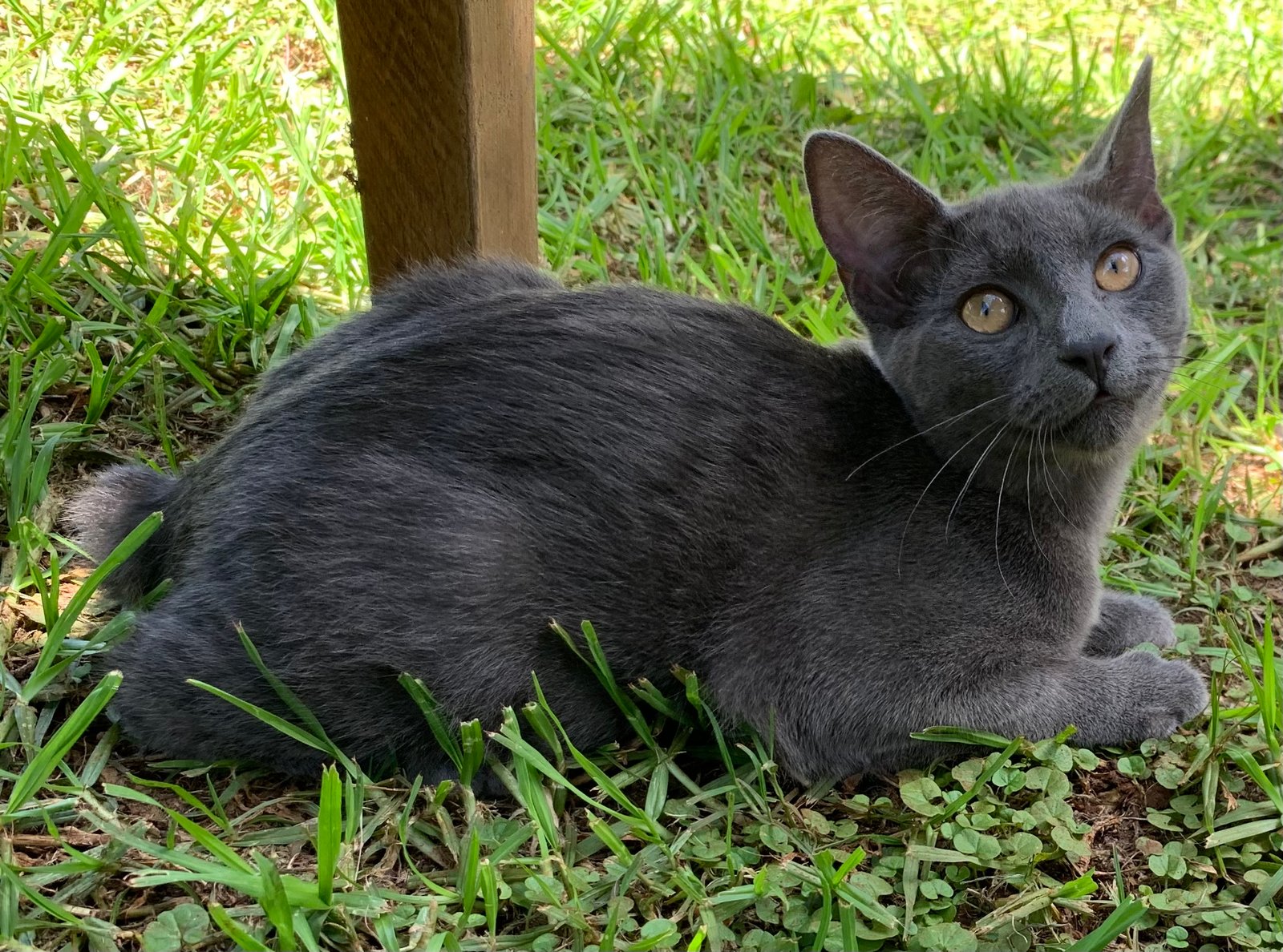 Manx: The Tailless Daredevil (image credits: wikimedia)