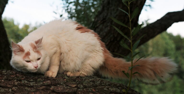 12 Cat Breeds That Are Surprisingly Adventurous