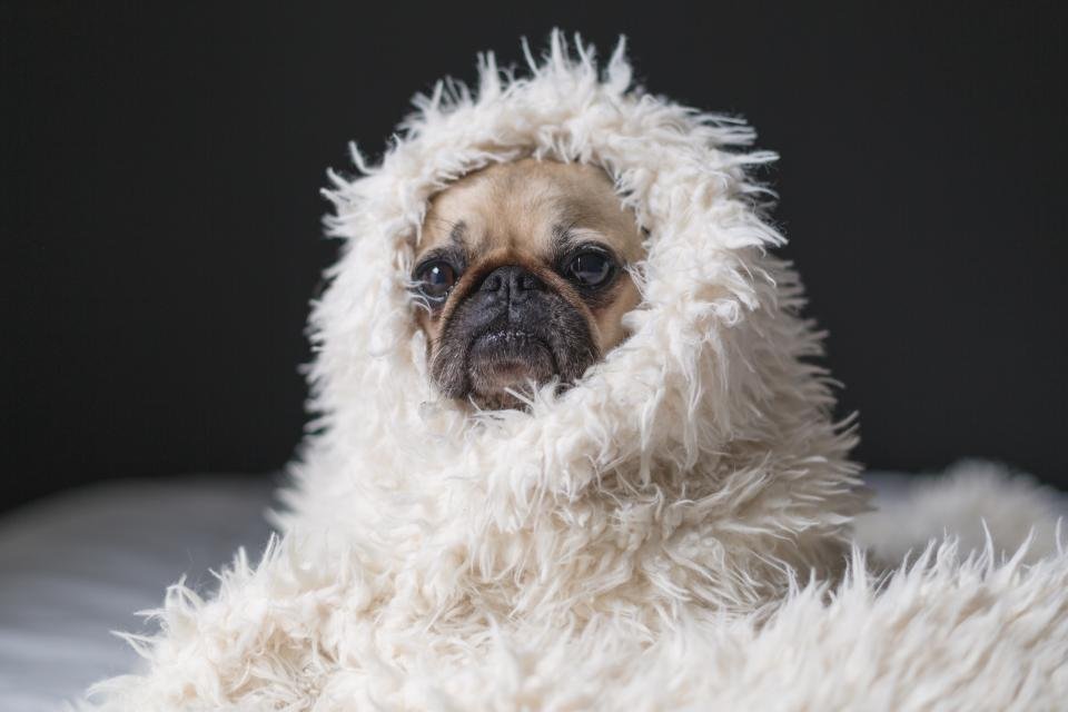 Pug (image credits: stocksnap)