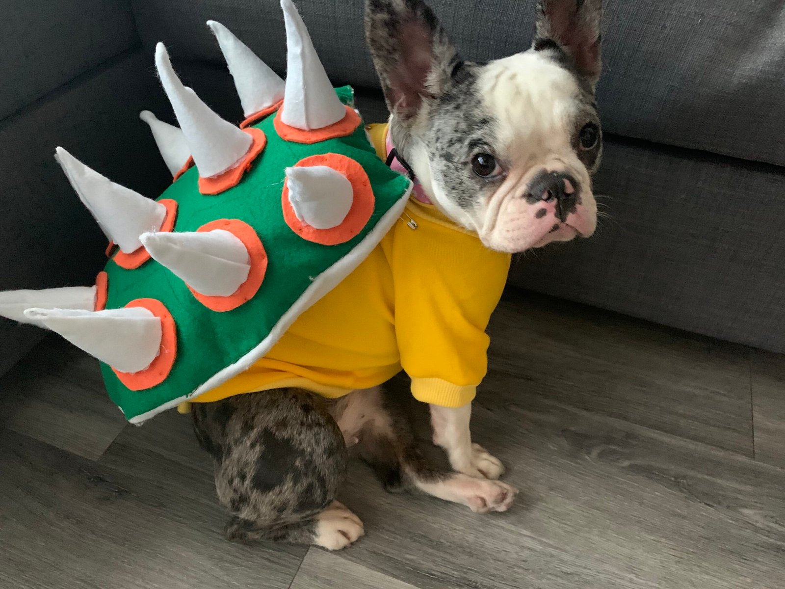 French Bulldog (image credits: wikimedia)