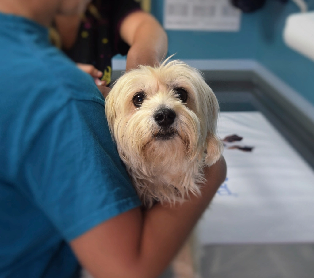 Yorkshire Terrier (image credits: rawpixel)