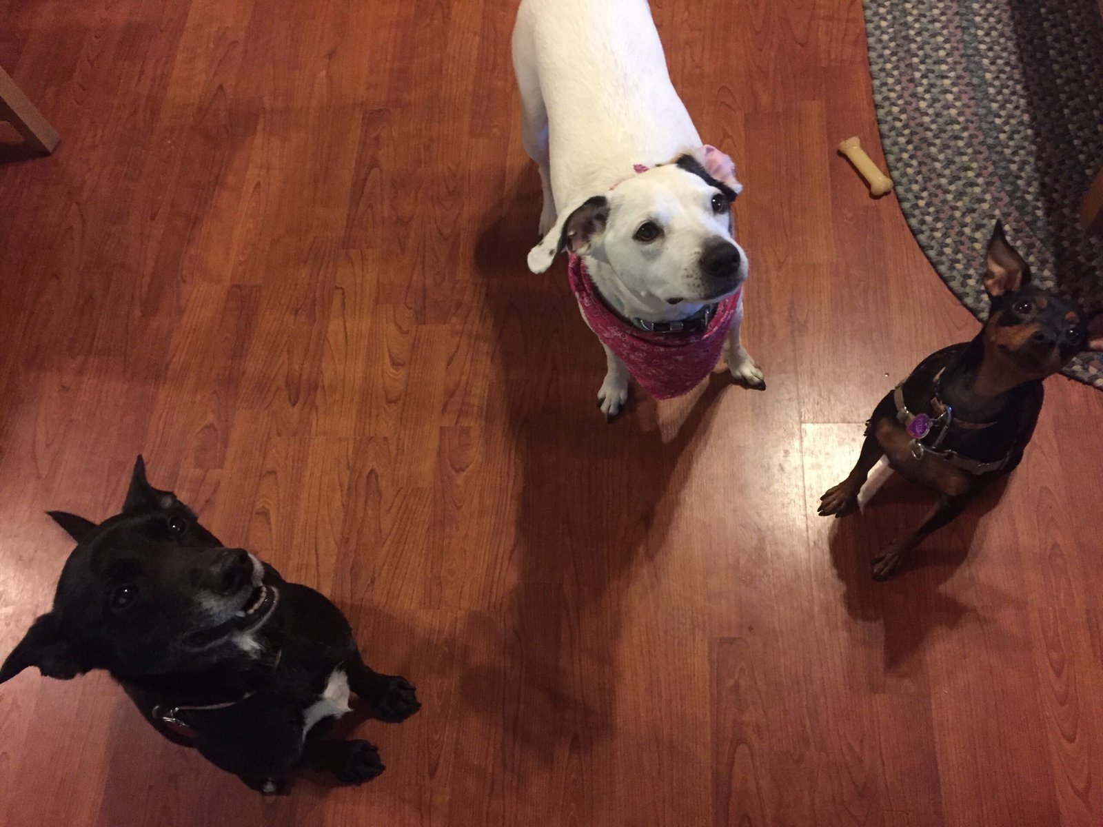 Ask Guests to Help With Training (image credits: wikimedia)