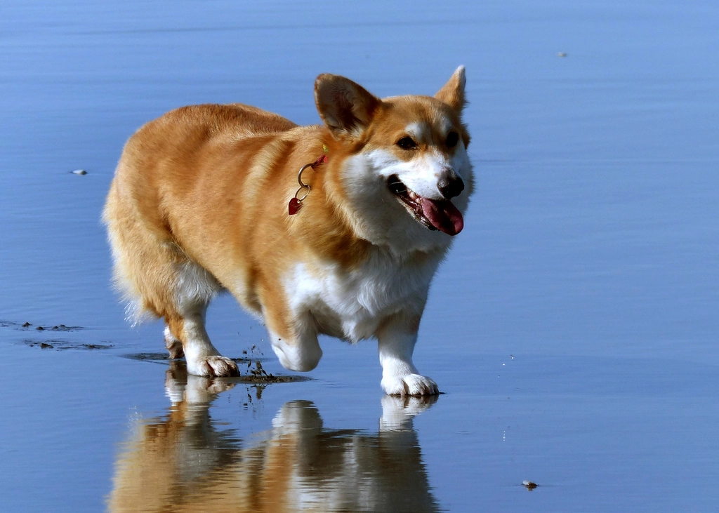 Pembroke Welsh Corgi: The Cheerful Companion