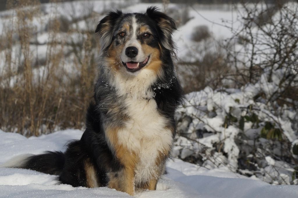 Australian Shepherd (image credits: rawpixel)
