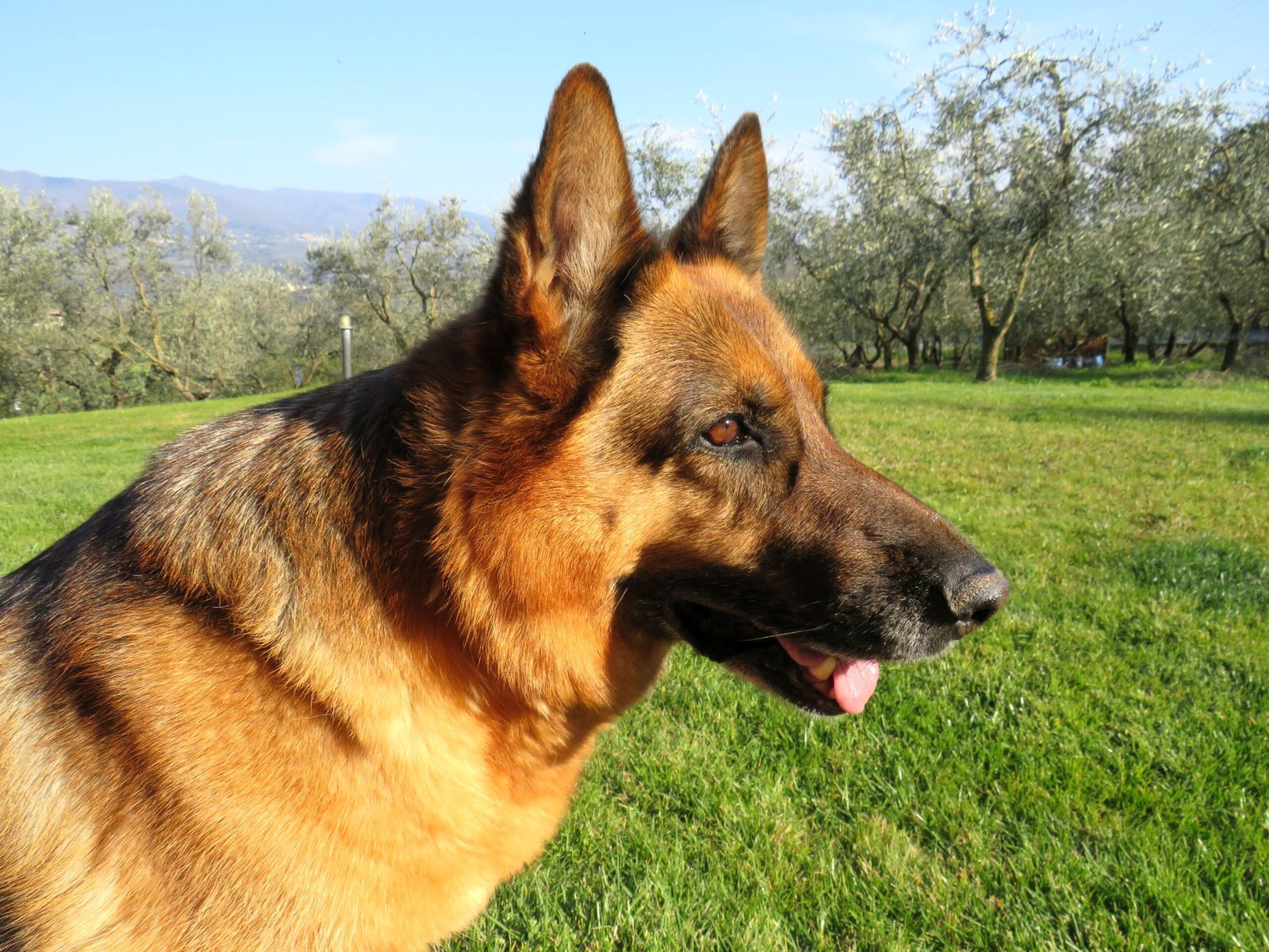 German Shepherd (image credits: wikimedia)
