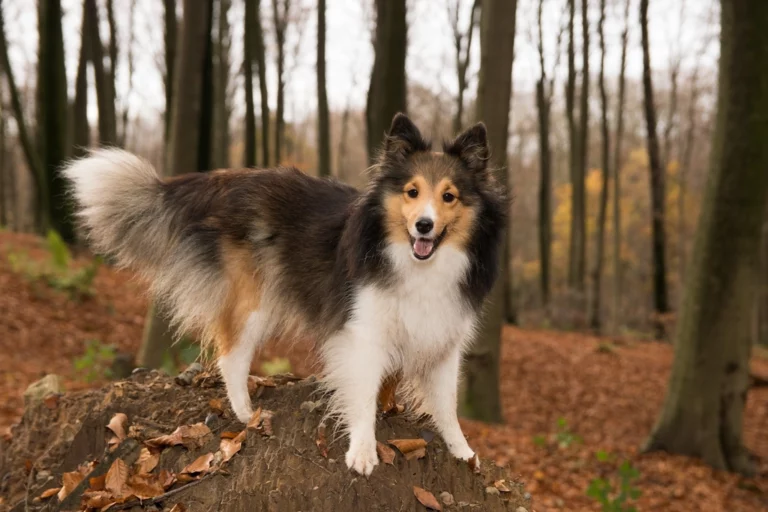 15 Dog Breeds That Follow You Everywhere