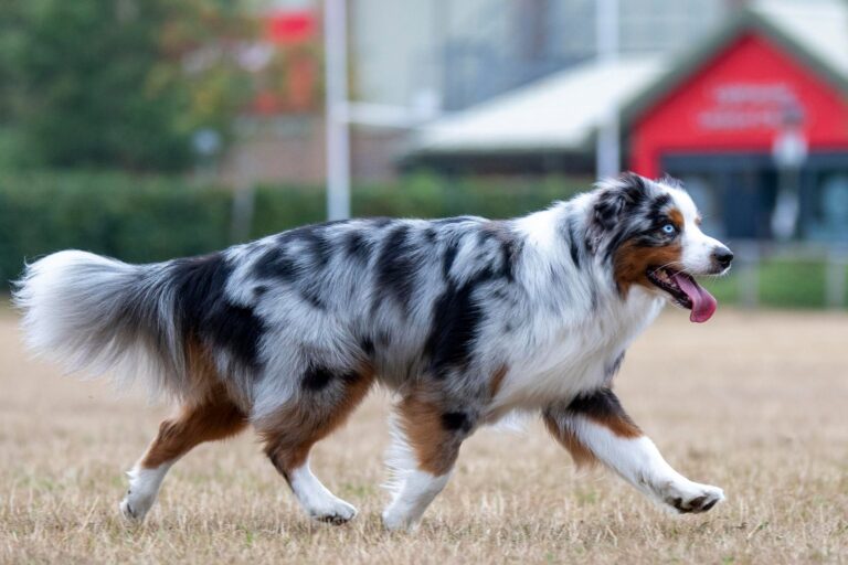 Your Aussie Shepherd Isn’t Hyper — He’s Just Multi-Tasking