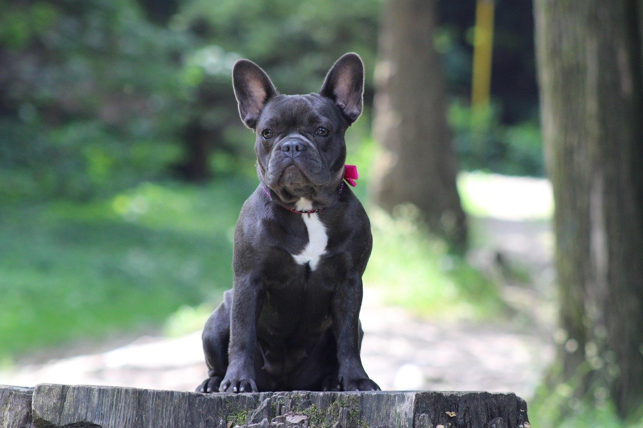 French Bulldog: The Quiet Clown (image credits: pixabay)