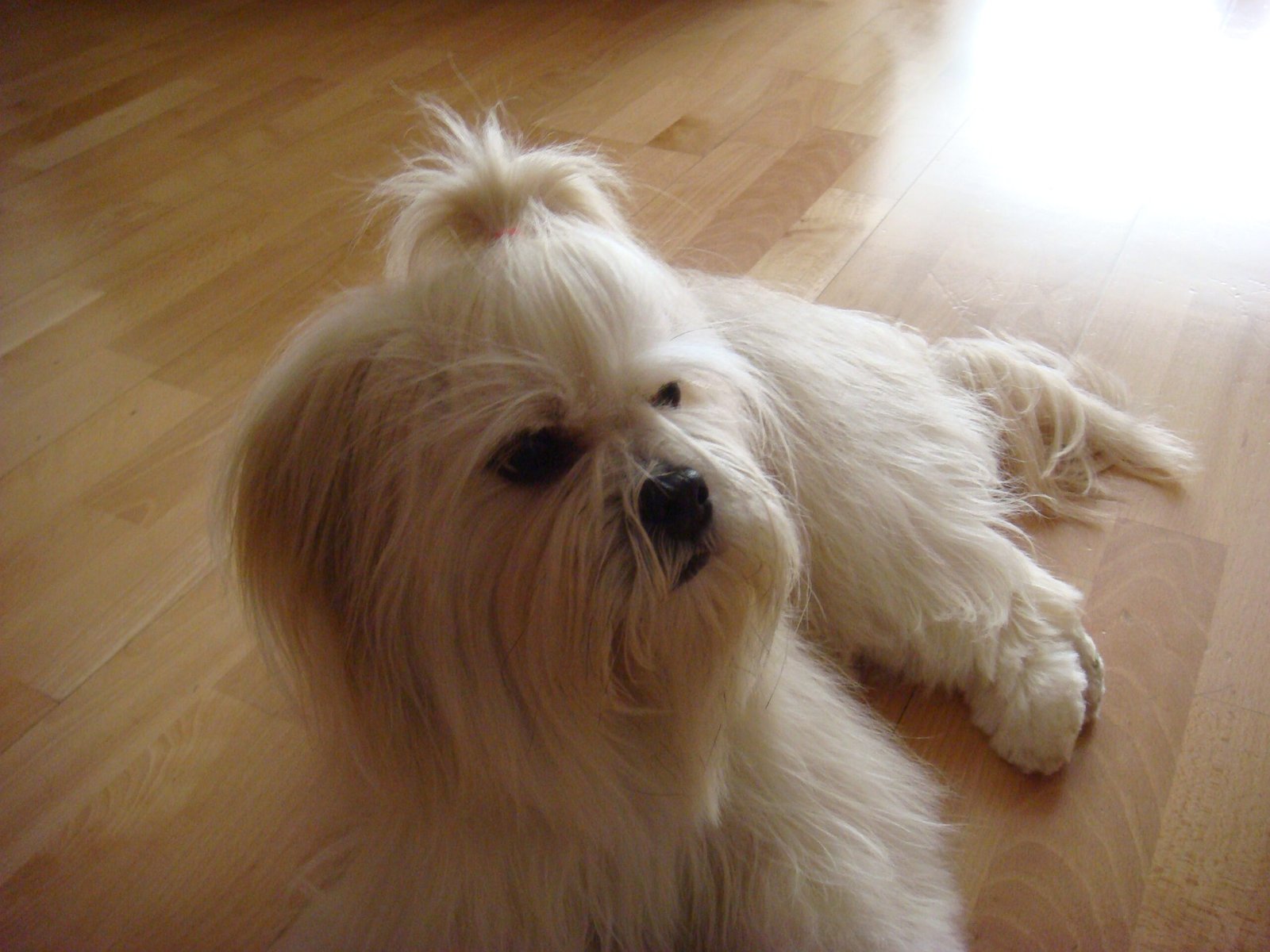 Lhasa Apso: The Watchful Relaxer (image credits: wikimedia)