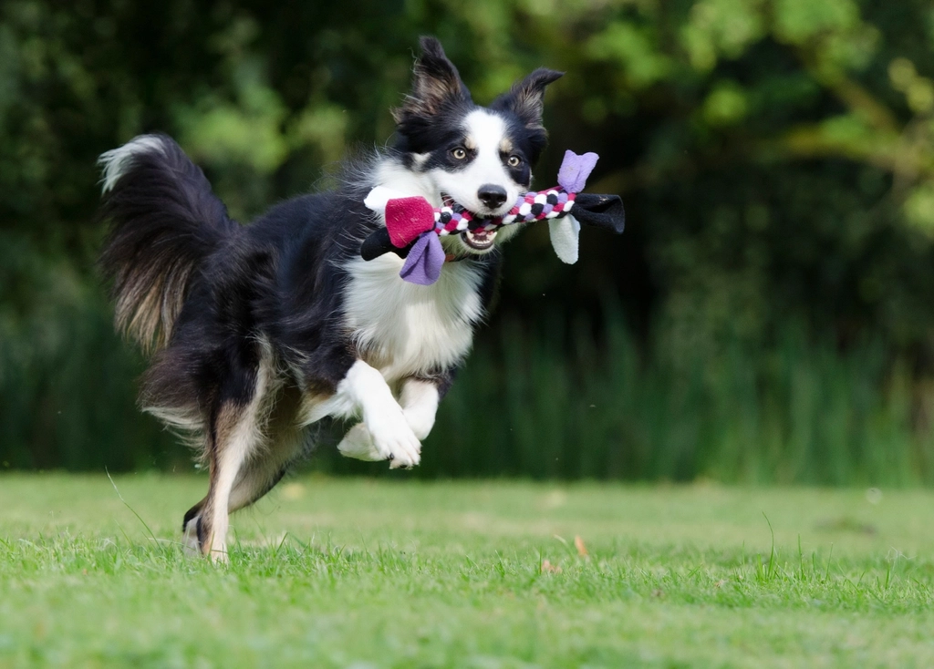 Border Collie: The Energy Dynamo (image credits: rawpixel)