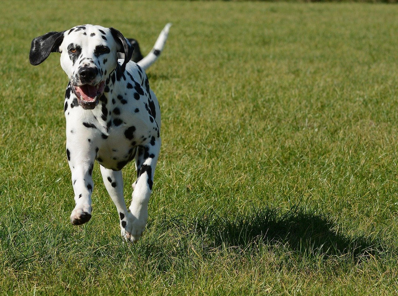 Dalmatian: The Spotted Sprinter (image credits: pixabay)