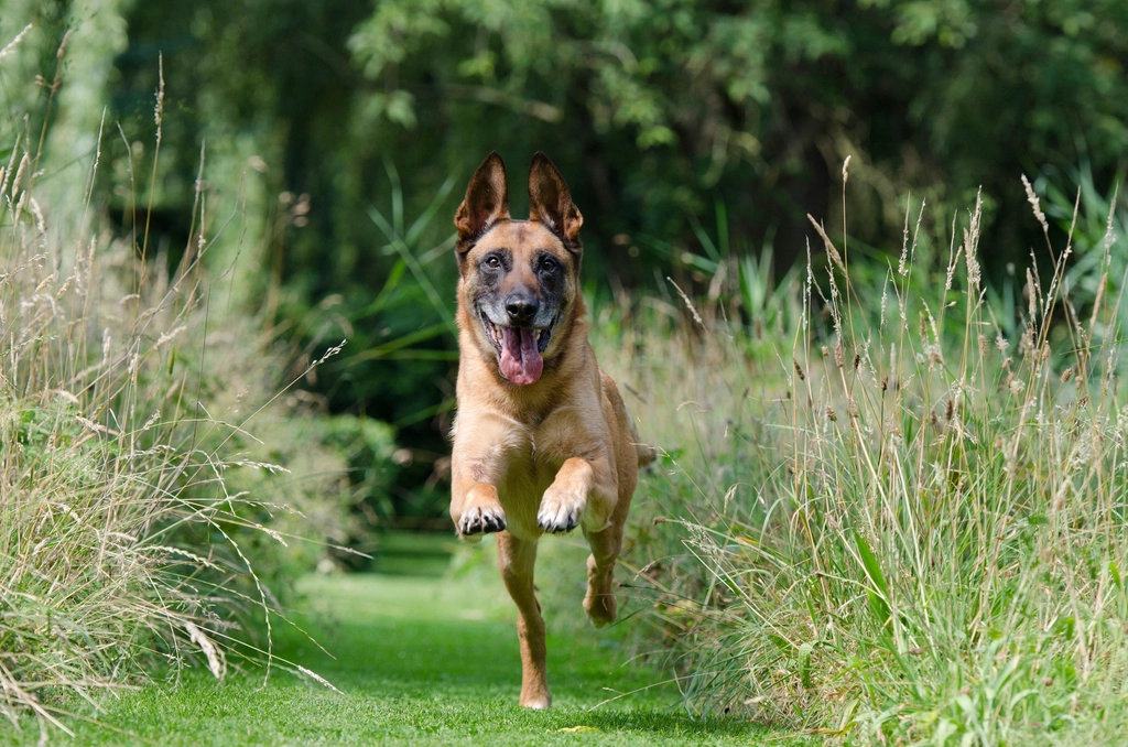 Belgian Malinois: The Tireless Protector (image credits: rawpixel)