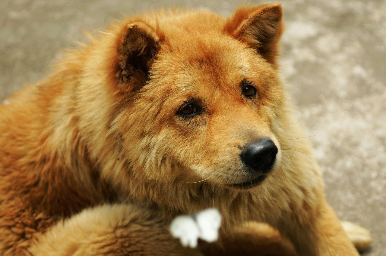 Dogs and the Art of “Soul Gazing” (image credits: pixabay)