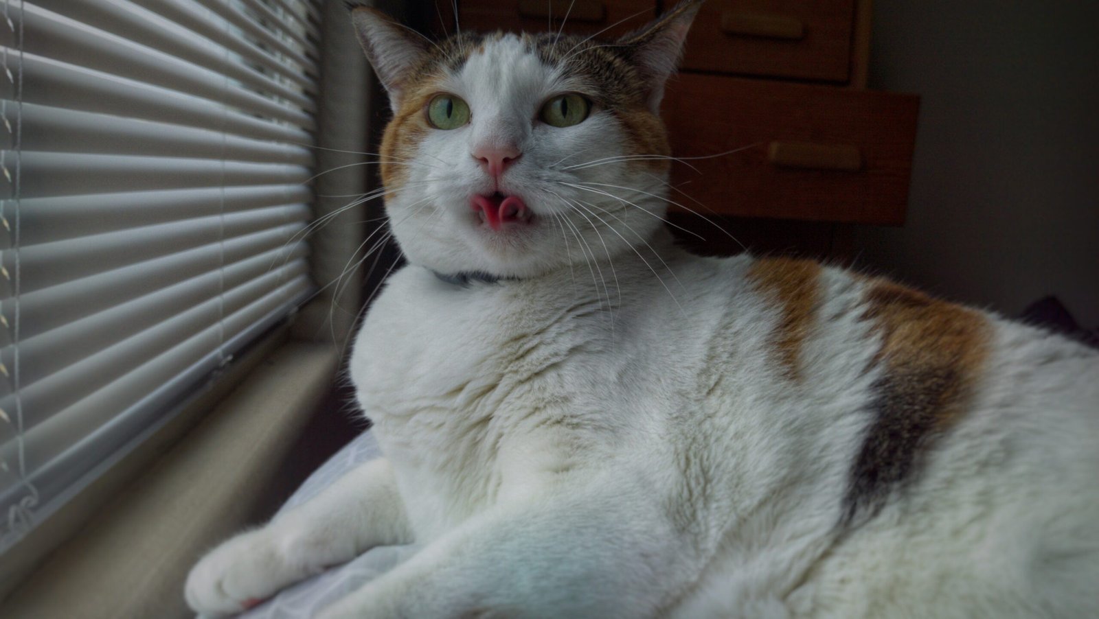 Unfamiliar Objects: The Infamous Cucumber (image credits: wikimedia)