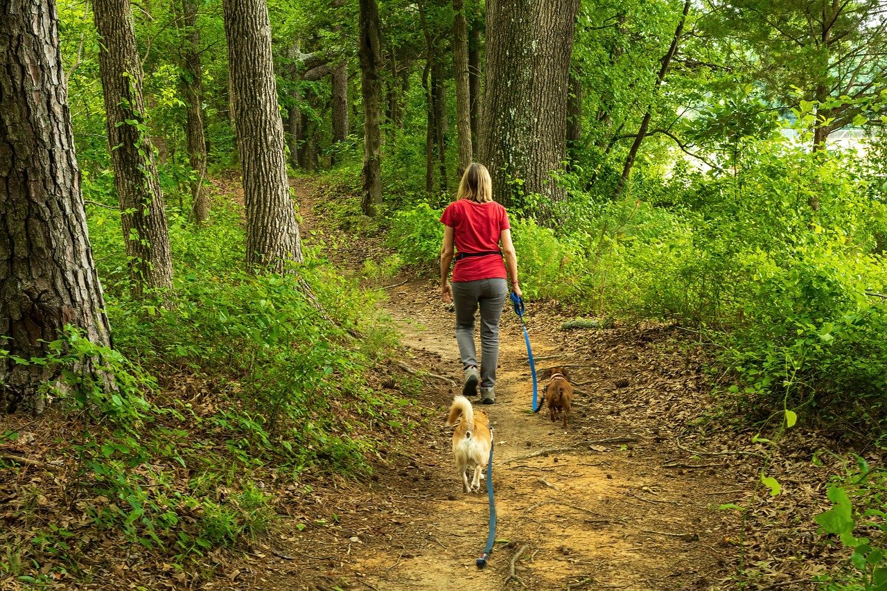 Enhancing Heart Health and Longevity (image credits: pixabay)