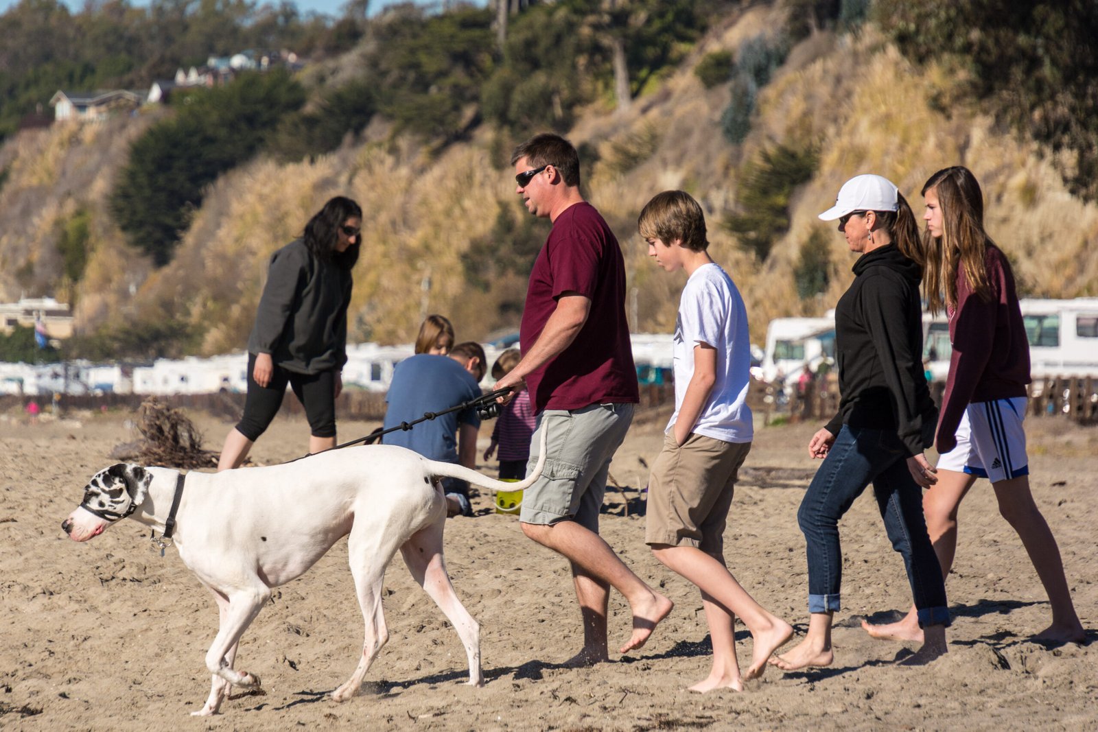 Family First: The Dane’s Fierce Love for Their Humans (image credits: wikimedia)