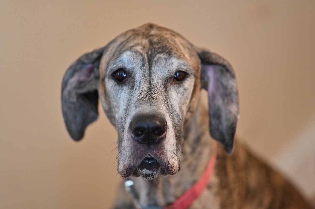 The Dane Drama: Melodramatic Moments and Over-the-Top Affection (image credits: pixabay)