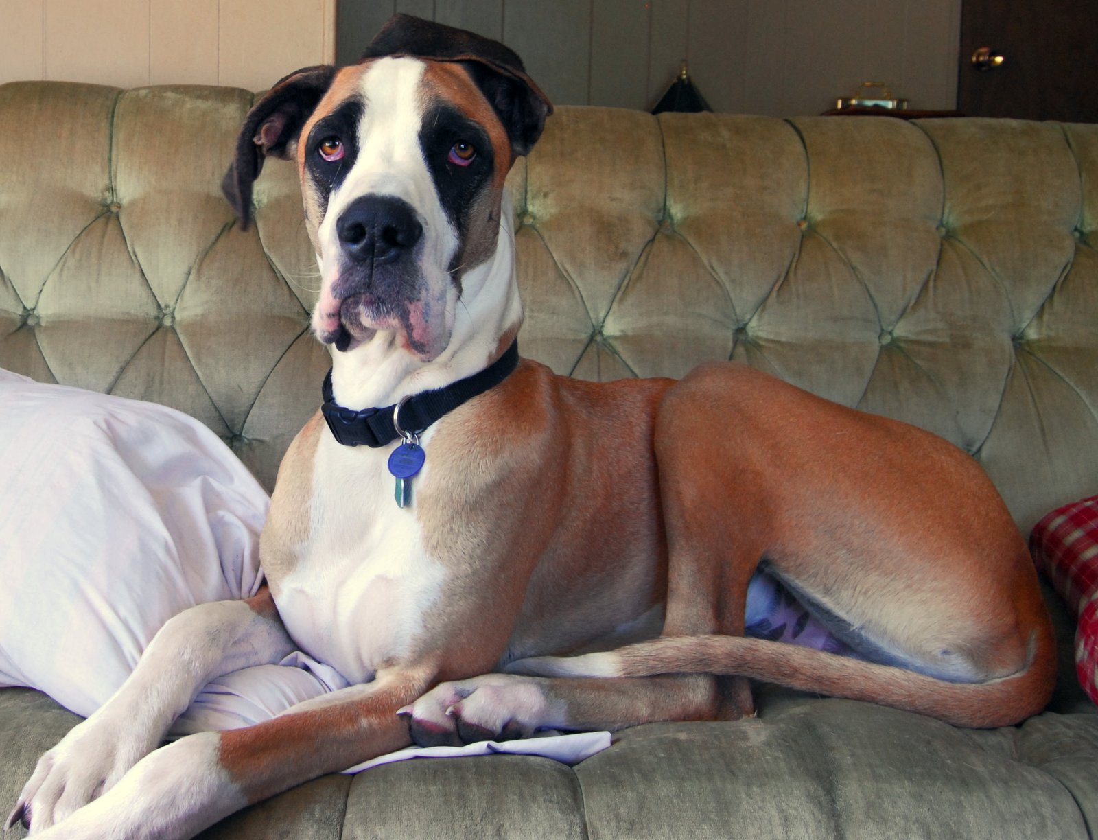 Great Dane: The Gentle Giant Who Loves to Lounge (image credits: wikimedia)